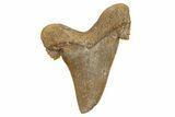 Serrated Sokolovi (Auriculatus) Shark Tooth - Dakhla, Morocco #321860-1
